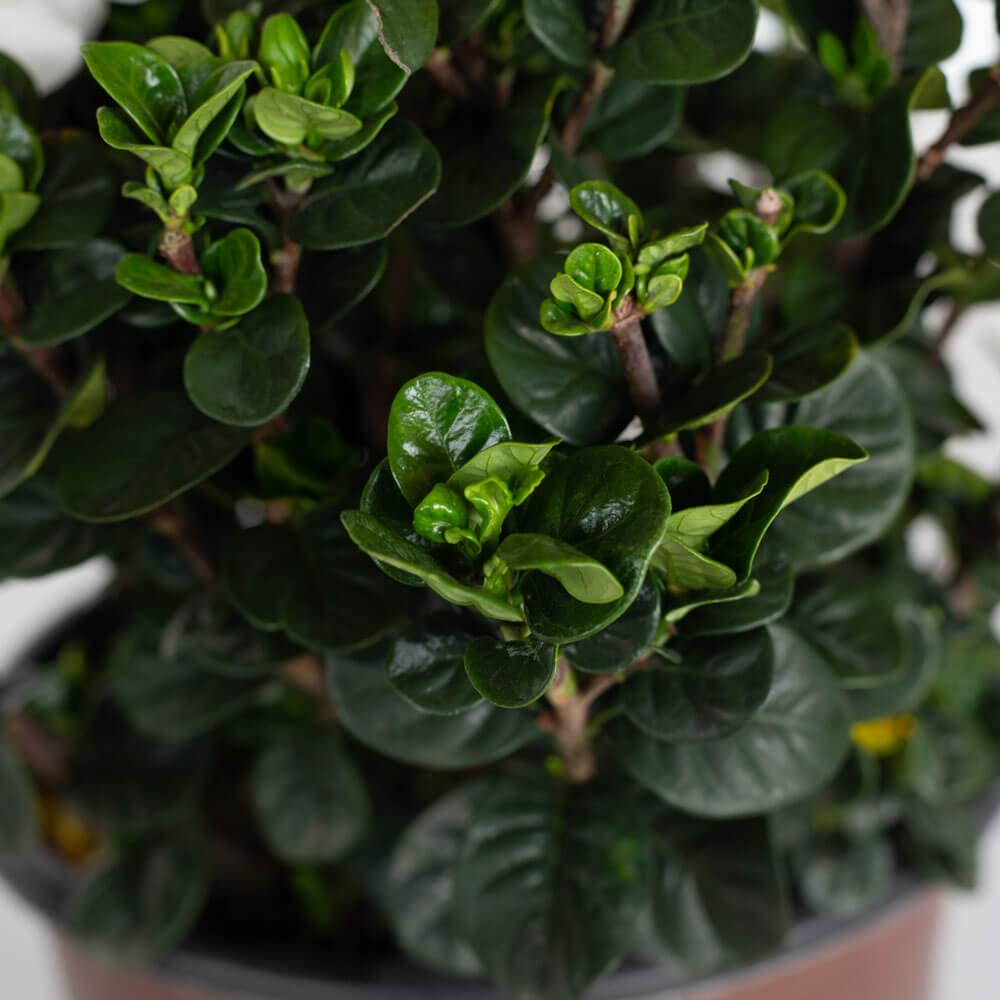 2 Gallon Fragrant White Flowers Evergreen Shrub A675820