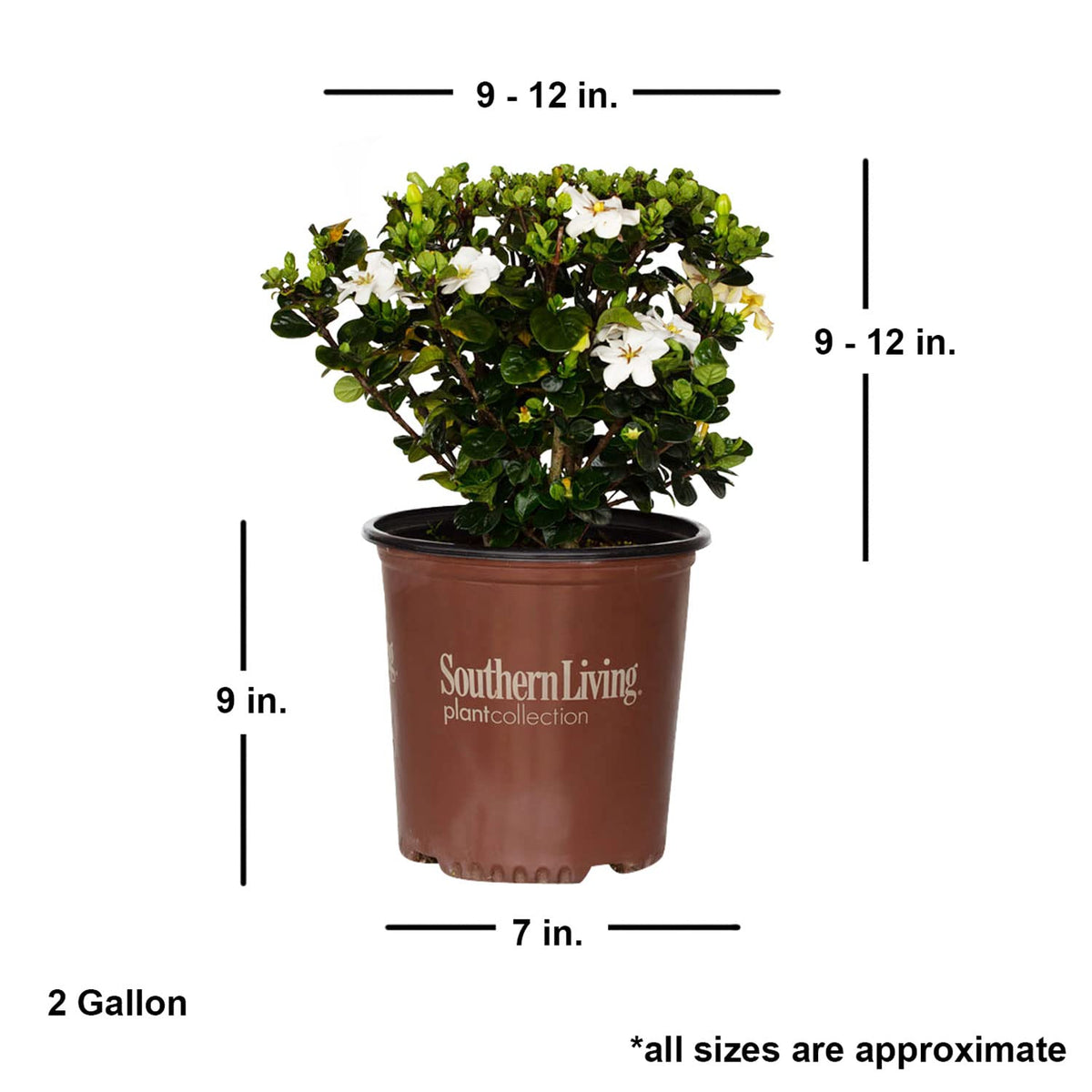 2 Gallon Fragrant White Flowers Evergreen Shrub A675820