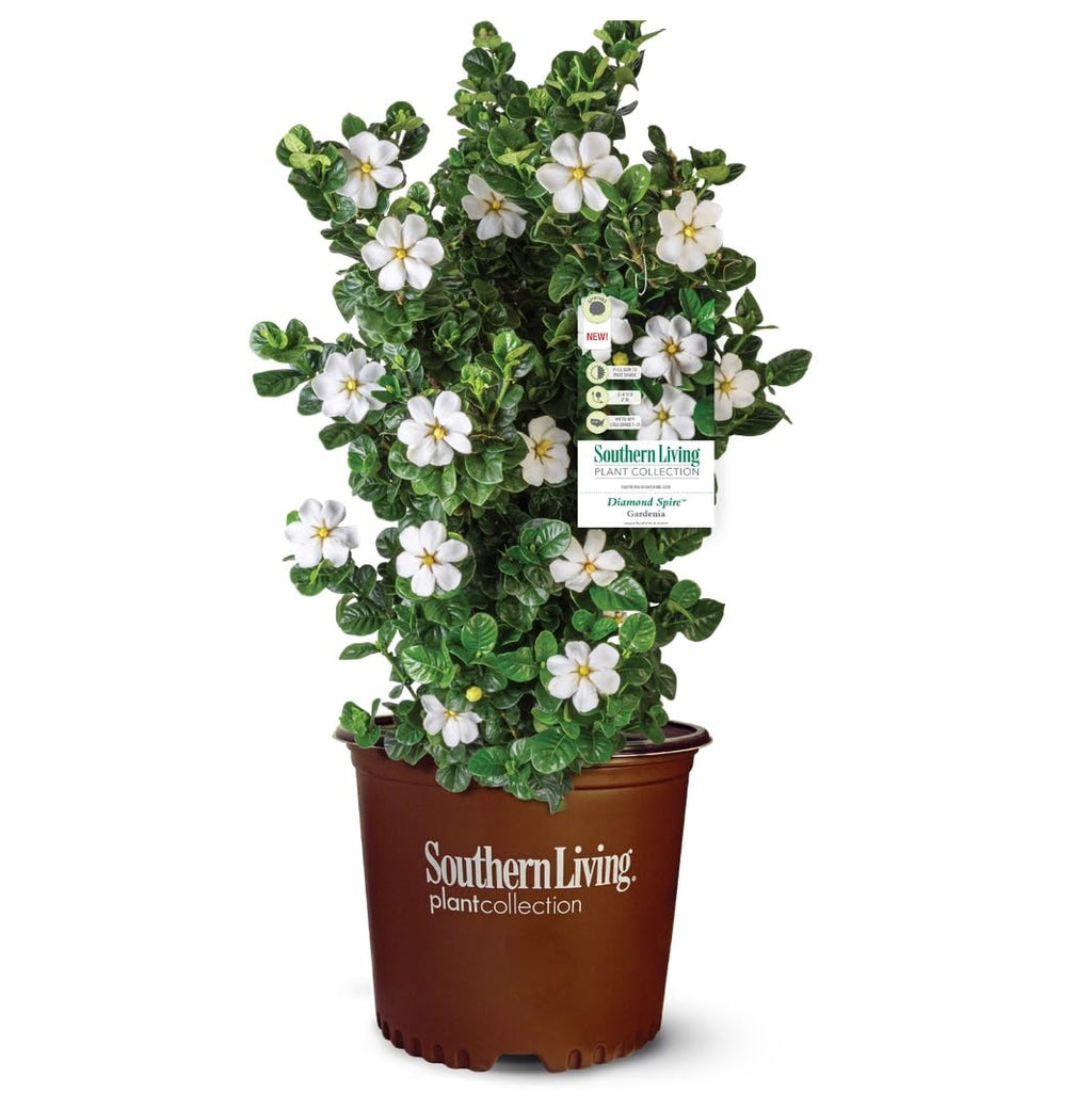 2 Gallon Fragrant White Flowers Evergreen Shrub A675820