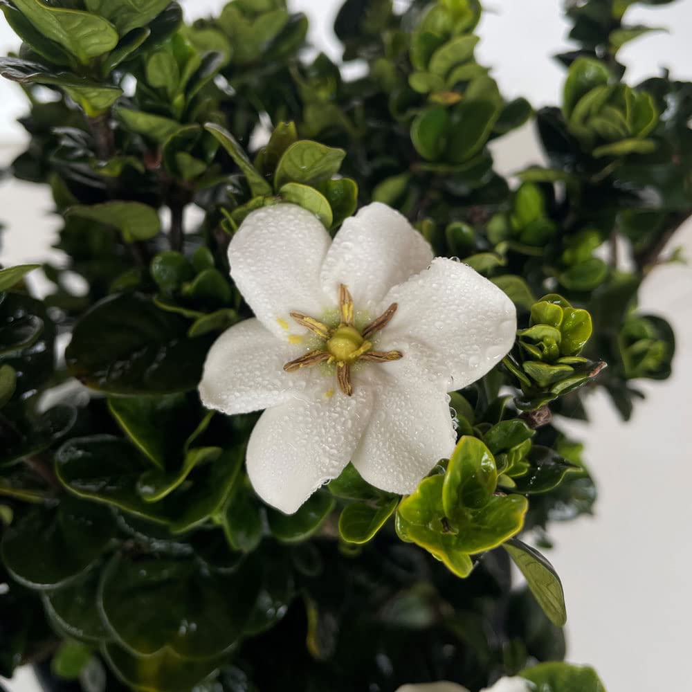 2 Gallon Fragrant White Flowers Evergreen Shrub A675820