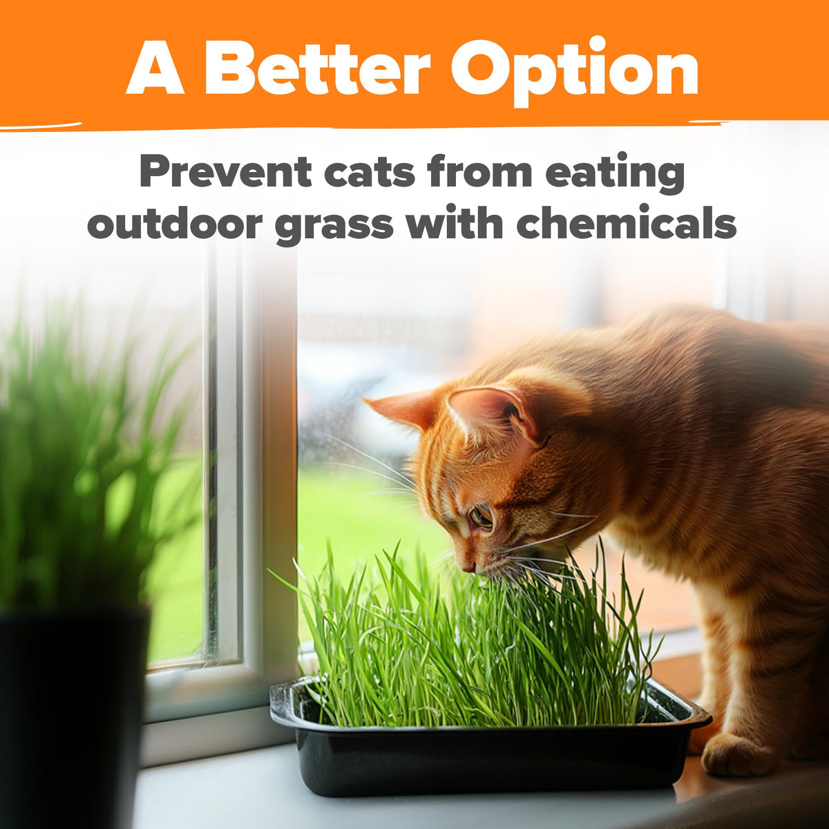 Indoor Cat Grass Refill 3,200+ Seeds W969840
