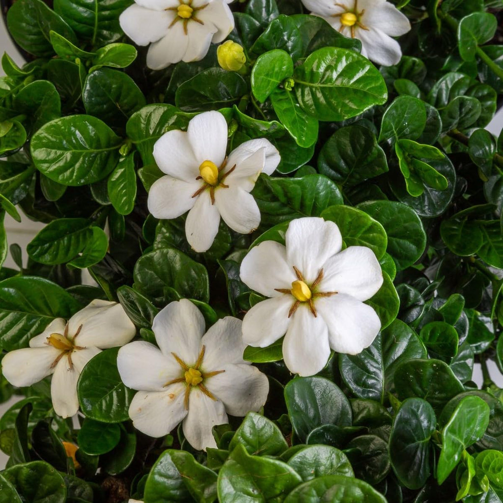 2 Gallon Fragrant White Flowers Evergreen Shrub A675820