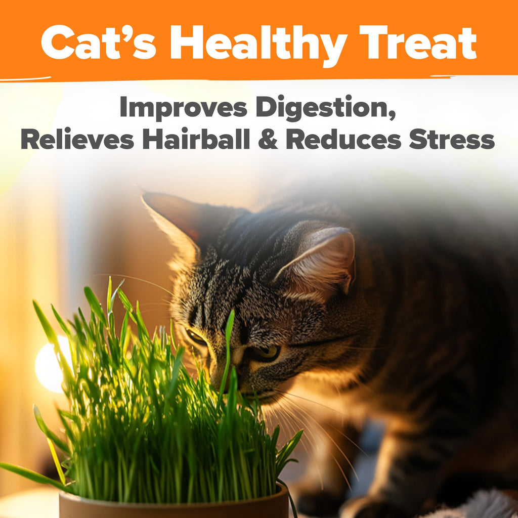 Indoor Cat Grass Refill 3,200+ Seeds W969840