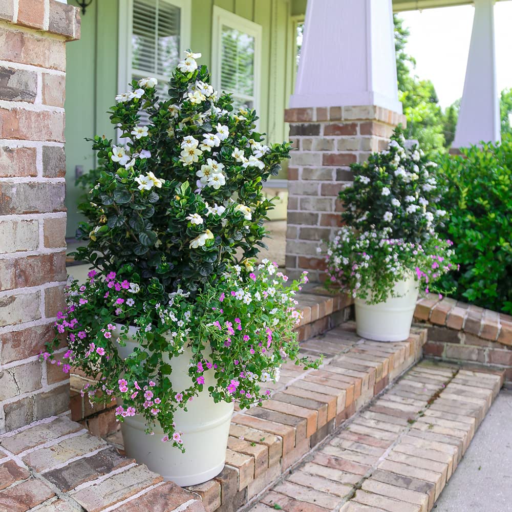 2 Gallon Fragrant White Flowers Evergreen Shrub A675820