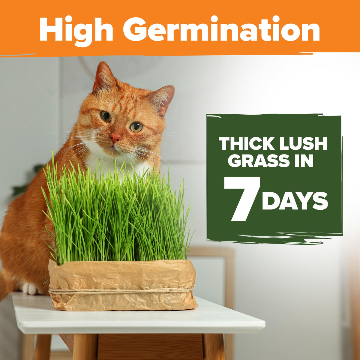 Indoor Cat Grass Refill 3,200+ Seeds W969840